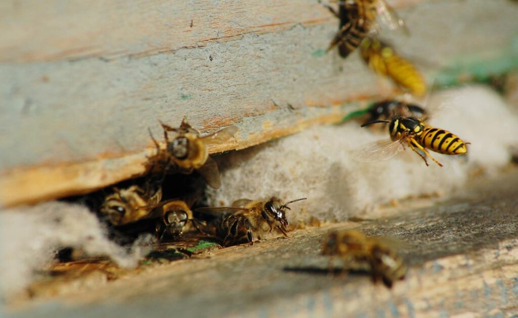 wespen bestrijden uit een kier